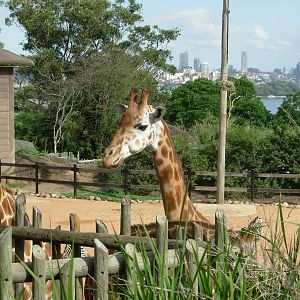 Giraffe - Taronga Zoo