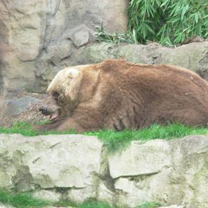 Elderly Syrian Brown Bear - Taronga Zoo