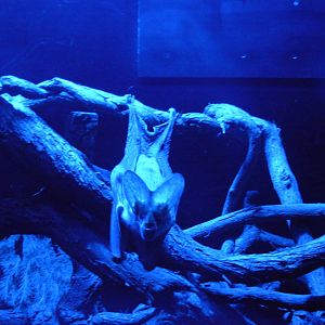 Bat in Nocturnal House - Adelaide Zoo