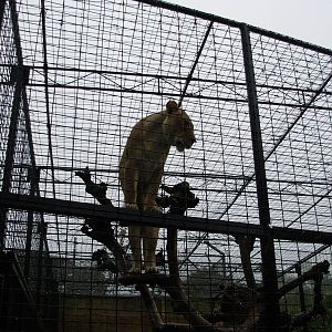 Lion in old-fashioned cage - Adelaide Zoo