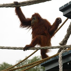 Orangutan - Adelaide Zoo