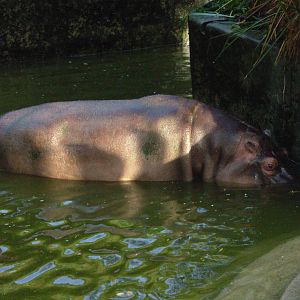 Hippos - Adelaide Zoo