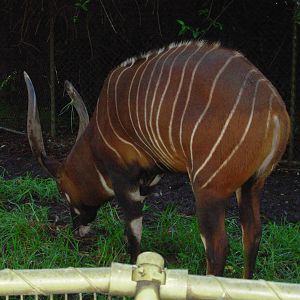 Bongo - Adelaide Zoo