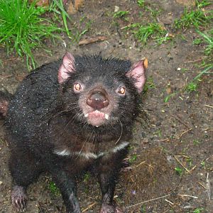 Tasmanian Devil - Cleland Wildlife Park