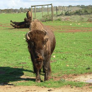 Bison at Monarto Zoo