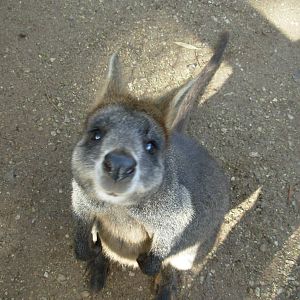Wallaby - Phillip Island Wildlife Park