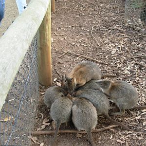 Feeding Frenzy! - Phillip Island Wildlife Park