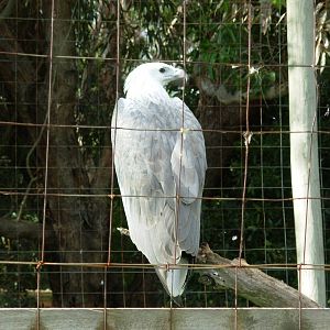 Sea Eagle - Phillip Island Wildlife Park