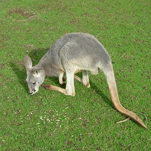 Kangaroo - Phillip Island Wildlife Park