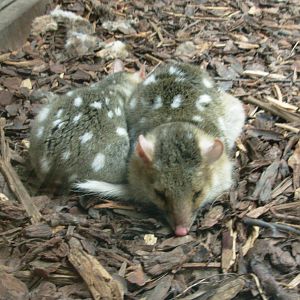 Quoll - Phillip Island Wildlife Park