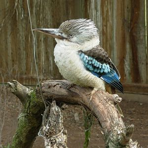 Kookaburra - Phillip Island Wildlife Park