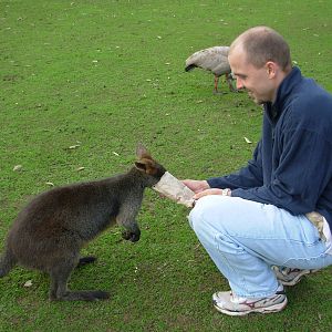 Myself and a wallaby - Phillip Island Wildlife Park