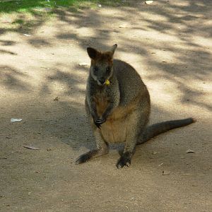 Wallaby - Phillip Island Wildlife Park