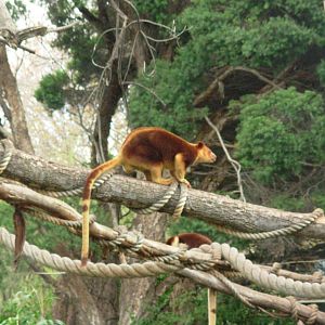 Tree Kangaroos - Melbourne Zoo