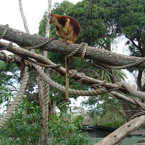 Tree Kangaroo - Melbourne Zoo