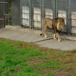 Lions - Melbourne Zoo