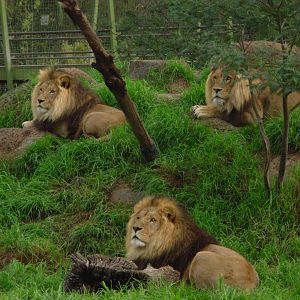 Lions - Melbourne Zoo
