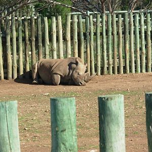 White Rhino Paddock - Monarto Zoo