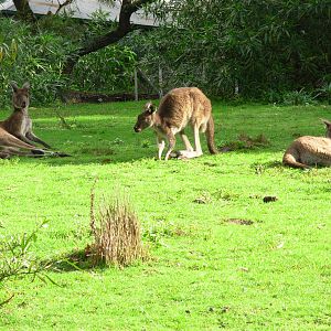Kangaroos - Warrawong Wildlife Sanctuary