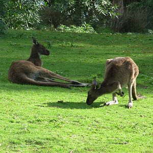 Kangaroos - Warrawong Wildlife Sanctuary