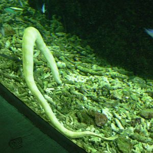 Sea Snake - Melbourne Aquarium