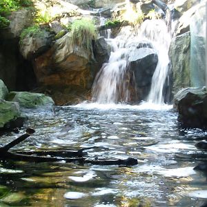 River Otter Exhibit - Seattle Aquarium