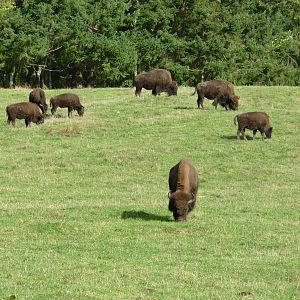 Bison - Northwest Trek Wildlife Park