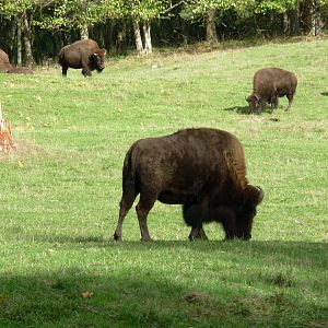 Bison - Northwest Trek Wildlife Park