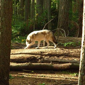 Wolves - Northwest Trek Wildlife Park