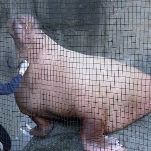 Walrus - Point Defiance Zoo & Aquarium