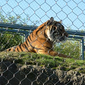 Sumatran Tiger - Point Defiance Zoo & Aquarium