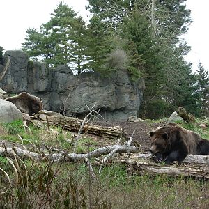 Grizzly Bears - Seattle's Woodland Park Zoo