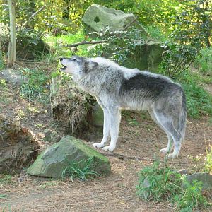 Howling Wolf - Oregon Zoo