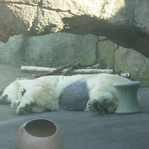 Polar Bear - Oregon Zoo