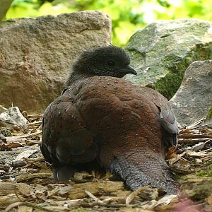Mountain Peacock pheasant