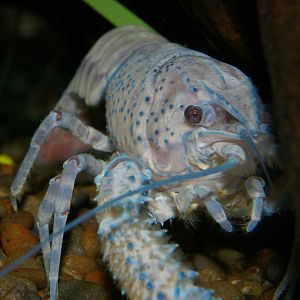 blue freshwater crayfish (Paranephrops zealandicus)