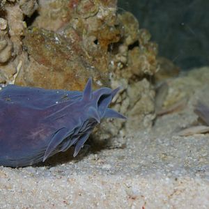 NZ hagfish (Eptatretus cirrhatus)