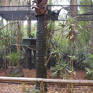 marmoset enclosure, Alma Park Zoo