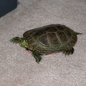 Red-Eared Turtle