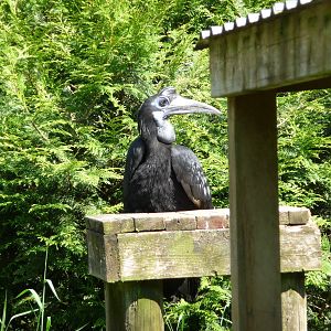 Abyssinian Ground Hornbill - Mountain View Centre