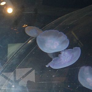 Seattle Aquarium - Jellyfish