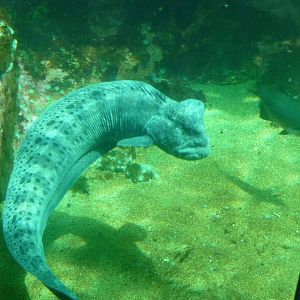 Wolf Eel - Seattle Aquarium