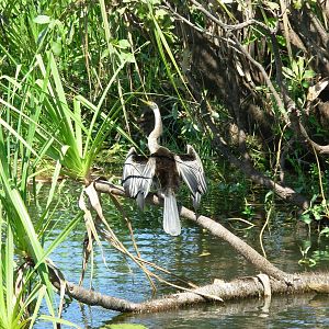 Darter - Kakadu National Park