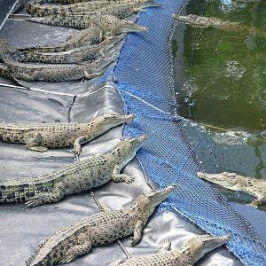 Crocs - Crocodylus Park & Zoo