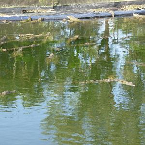 Crocs - Crocodylus Park & Zoo