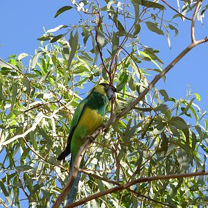 Port Lincoln Parrot - Alice Springs Desert Park