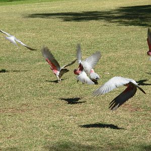 Galahs in flight - Alice Springs Desert Park
