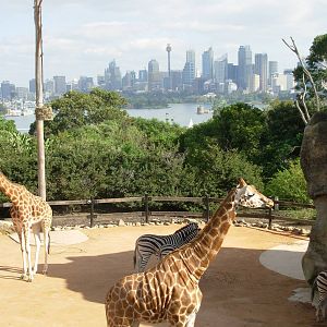 Giraffe & Zebra - Taronga Zoo