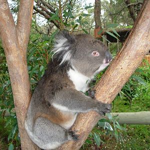 Huge Koala - Cleland Wildlife Park