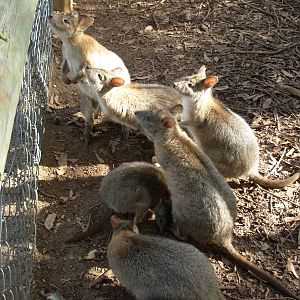 Wallabies - Phillip Island Wildlife Park
